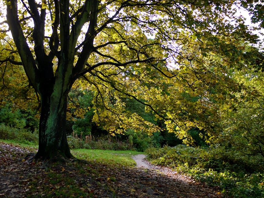 A large deciduous tree with a thick, dark trunk and sprawling branches covered in green and yellow leaves, situated along a narrow dirt path that winds through a wooded area with dense foliage and undergrowth. Sunlight filters through the leaves, casting dappled light on the ground. The scene captures the natural environment often encountered during house removals or home relocations in outdoor settings, highlighting the importance of careful packing and planning when navigating tricky access routes. Hampstead Movers may assist with transporting belongings through such natural surroundings for residential moves near Hampstead Heath.