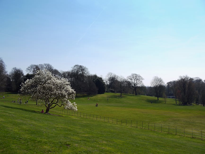 The image depicts a scenic view of Hampstead Heath with a large grassy area and several scattered trees, including a prominent flowering tree with white blossoms in the foreground. In the background, there are more trees mostly without leaves, suggesting early spring. The sky is clear and blue, providing natural lighting that illuminates the landscape. There are a few people visible, some walking and others sitting or relaxing on the grass, indicating leisure activities in the park. The scene also includes a wooden fence running along the gentle slope of the hill, and the open space appears suitable for home relocation activities or outdoor packing and moving preparations. Visible in the scene are no vehicles or heavy moving equipment, but the tranquil environment illustrates a typical setting where furniture transport or moving logistics might take place nearby. Hampstead Movers, involved in removals, could utilize this location as part of their house removals or furniture transport services, especially in terms of loading or unloading during a home relocation process.